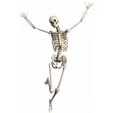 Скелетно-мышечная система